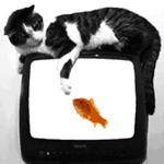 cat_goldfish3