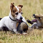 article-2107078-11F01453000005DC-751_634x348