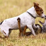 article-2107078-11F016A3000005DC-785_634x413