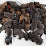 27 puppies born within space of three days after dog breeder’s two dogs give birth, Aken, Germany – 25 Jan 2012