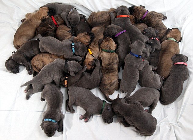 27 puppies born within space of three days after dog breeder&#39;s two dogs  give birth, Aken, Germany - 25 Jan 2012 - That Eric Alper