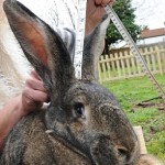 article-2126477-1280408F000005DC-585_306x423