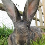 article-2126477-1280410F000005DC-778_306x423