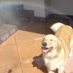 enhanced-buzz-12881-1333731590-33