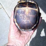 Carved_turtle