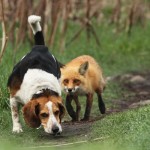 Fox protects cubs from beagle hound, Montreal, Quebec, Canada – 07 May 2011