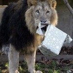 enhanced-buzz-14045-1337015815-1