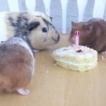 enhanced-buzz-16339-1337006331-4