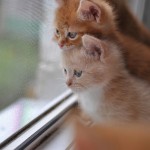 enhanced-buzz-22648-1337011547-3