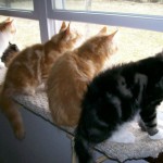 enhanced-buzz-26294-1337011549-16