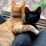 enhanced-buzz-27000-1337011547-2