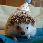 enhanced-buzz-29622-1337006465-16