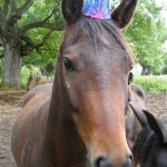 enhanced-buzz-30219-1337014730-2