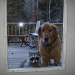 enhanced-buzz-31996-1337011554-5