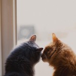 enhanced-buzz-32022-1337011549-4