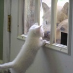 enhanced-buzz-32043-1337011550-2