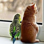 enhanced-buzz-5341-1337011554-20