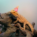 enhanced-buzz-6596-1337014671-7