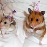 enhanced-buzz-9161-1337006610-25