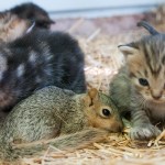 g0002580000000000009811b576e22e3cfe1cfd9c161eb4f87f177f2c49