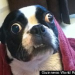 s-BRUSCHI-BIG-EYED-DOG-large