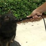 s-RODNEY-MCGEE-AZOR-large300