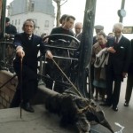 salvador_dali_anteater