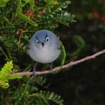 Real angry bird spotted