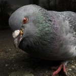 615x330_drunk pigeon