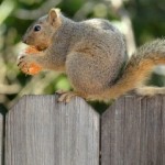 squirrel
