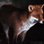 FOX UNDER PIER(7)