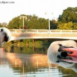 The best swan photobombers