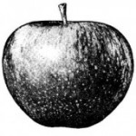 apple_logo-275×171