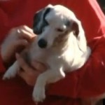 s-BLIND-DOG-SAVES-FAMILY-large