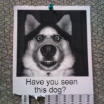 Have-you-seen-this-dog