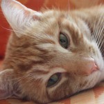 Orlando the ginger cat