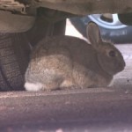 bunny-rabbit