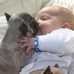 baby-french-bulldog