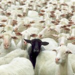 black-sheep_1719970i