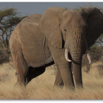elephant-500×363