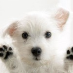 very-cute-dog-background-1600×1200-1007067
