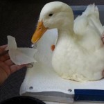 Buttercup 3D printed foot