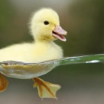 baby-duck