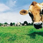 cows-pointing-north_795980c