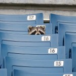 raccoon-in-the-stands-at-baseball-game-stadium