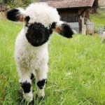 4e888fadf76c04209697bd9cb25a7393