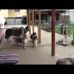 eleven-dogs-patiently-wait-to-be