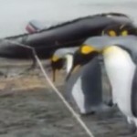 o-PENGUINS-ROPE-TRANSLATION-facebook