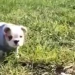 o-PUPPY-ROLLS-DOWN-HILL-facebook