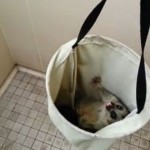 No_shower_for_me_today